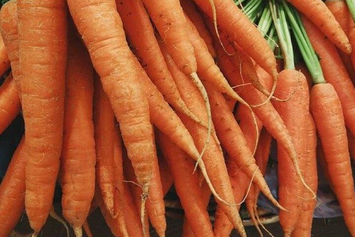 olio di carota